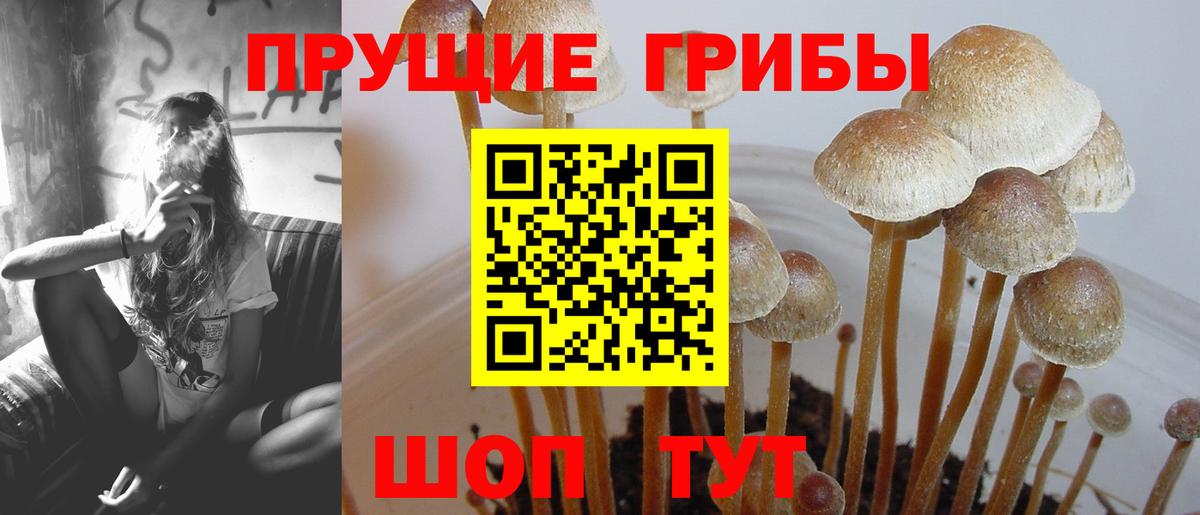 Белорецк  Псилоцибиновые грибы Psilocybe  Вход с VPN 